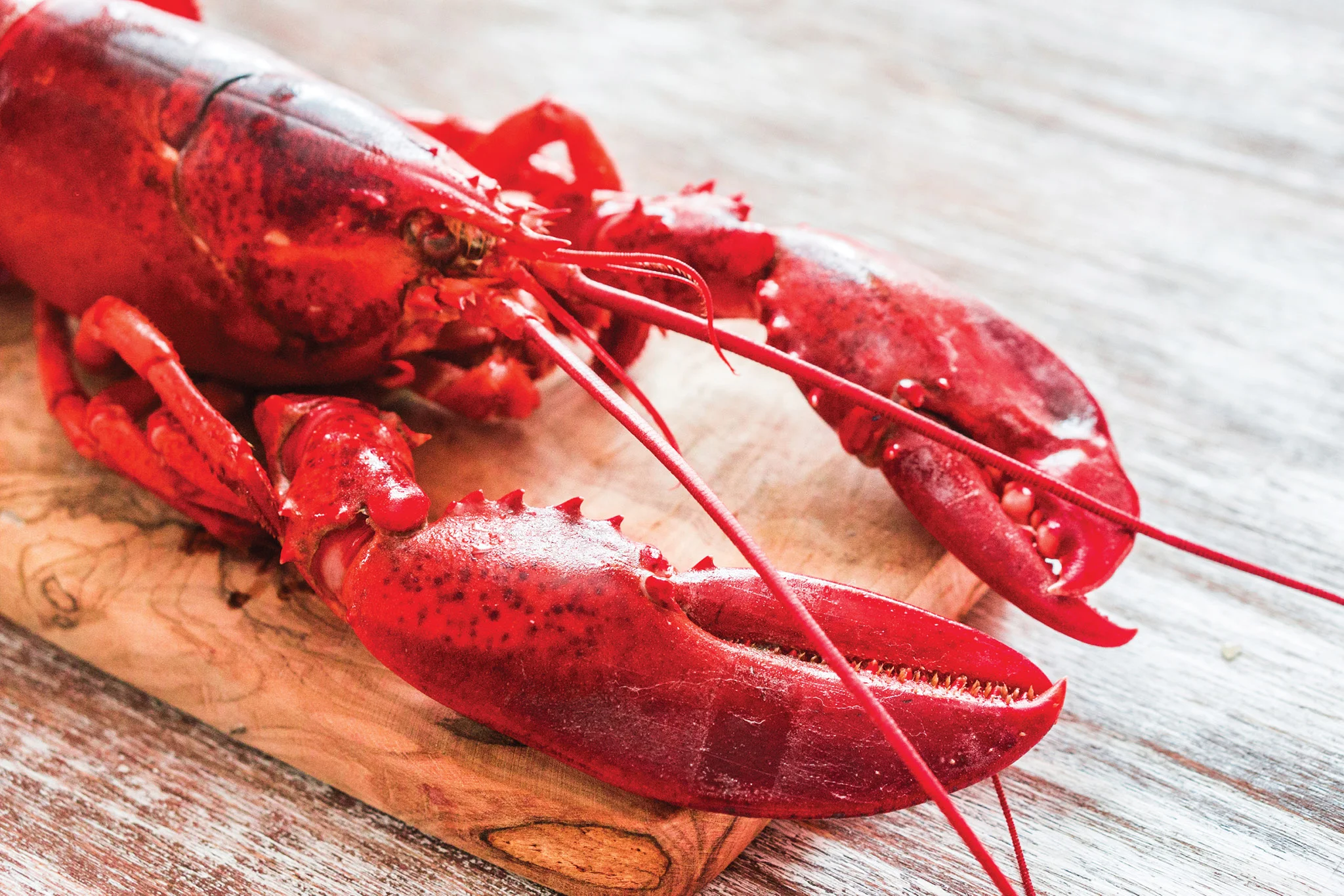 Cook's Lobster & Ale HouseCook's Lobster & Ale House